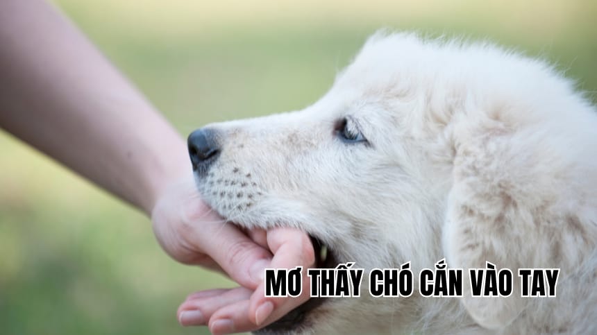 nam-mo-thay-cho-can-vao-tay-danh-so-gi-giai-ma-chi-tiet-con-so-may-man