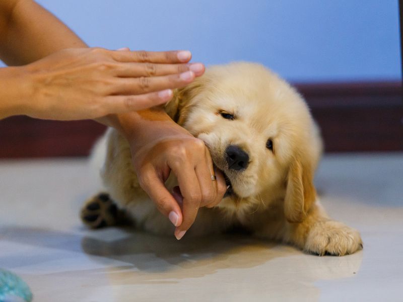 nam-mo-thay-cho-can-vao-tay-danh-so-gi-giai-ma-chi-tiet-con-so-may-man5