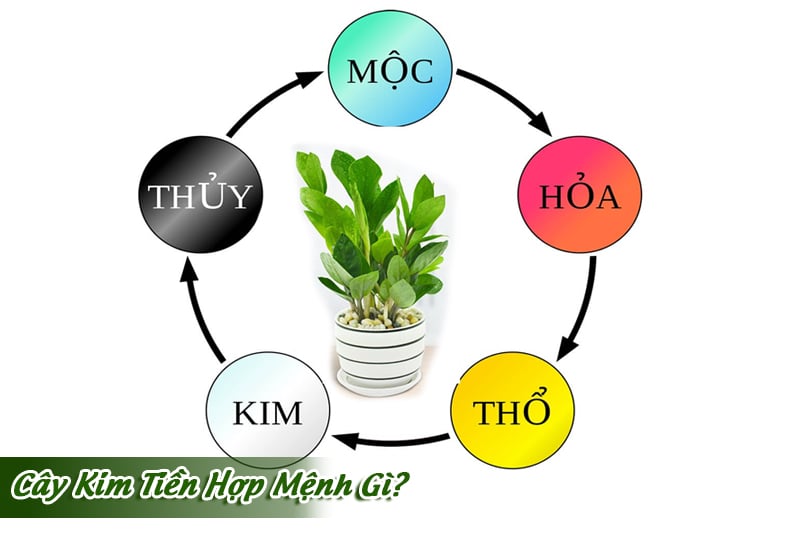cay-kim-tien-hop-menh-gi-bi-quyet-chieu-tai-loc-va-vuong-khi-nam-20261
