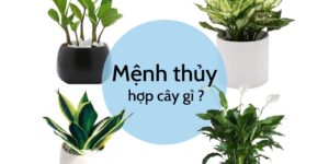 menh-thuy-hop-cay-gi-bi-quyet-tai-loc-va-may-man