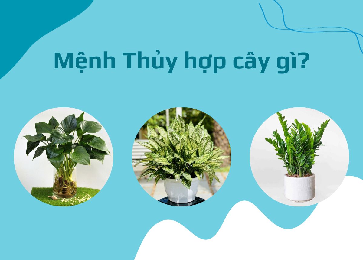 menh-thuy-hop-cay-gi-bi-quyet-tai-loc-va-may-man