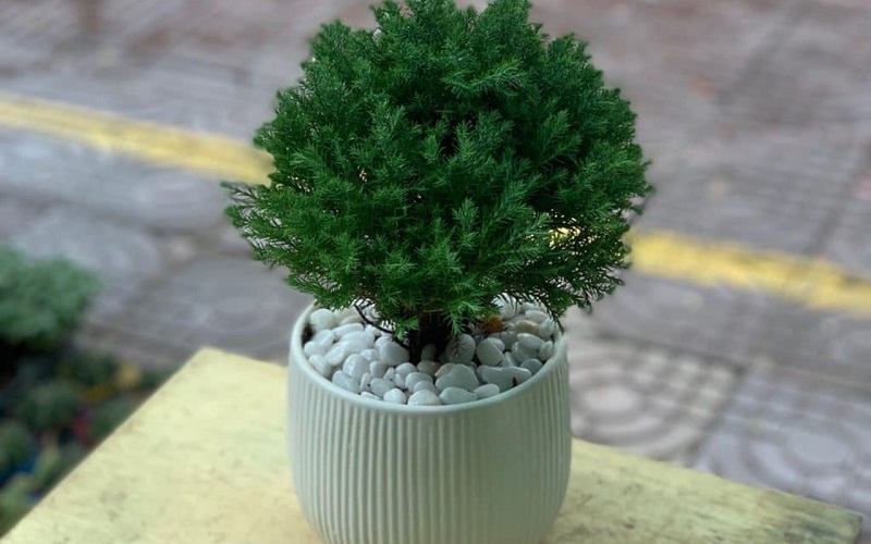 menh-thuy-hop-cay-gi-bi-quyet-tai-loc-va-may-man4