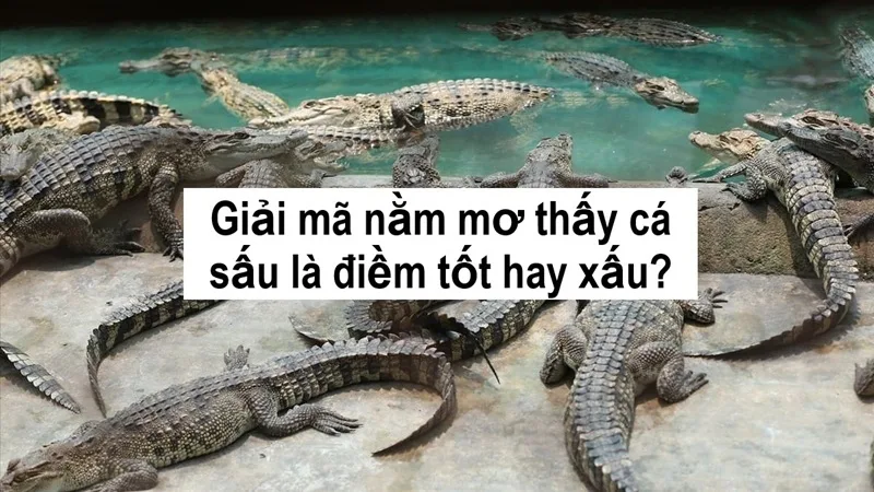 mo thay ca sau bao diem gi danh con gi kich hoat tai loc